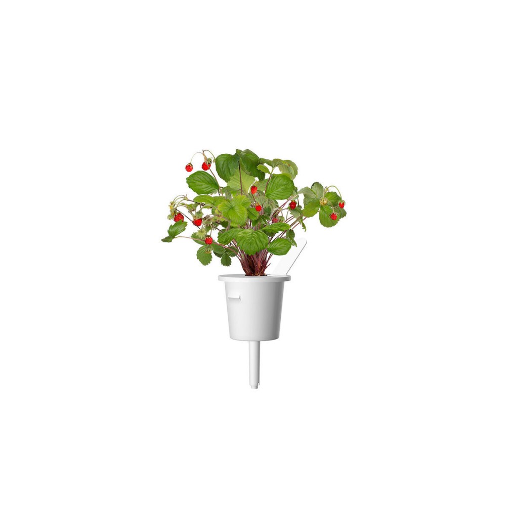 Click & Grow Συσκευασία Σπόρων με Χώμα για Άγριες Φράουλες (3τμχ)