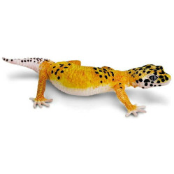 Safari Μινιατούρα Leopard Gecko