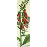 Brainfood Σελιδοδείκτης Vintage Flowers 2