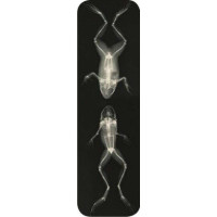 Brainfood Σελιδοδείκτης XRAY Γυρίνοι 
