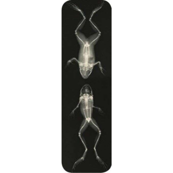 Brainfood Σελιδοδείκτης XRAY Γυρίνοι 