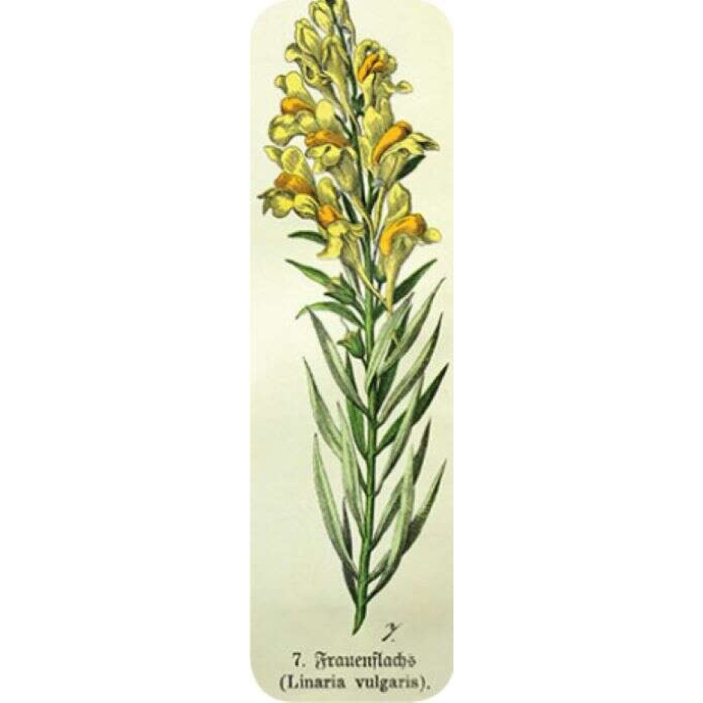Brainfood Σελιδοδείκτης Vintage Flowers 1