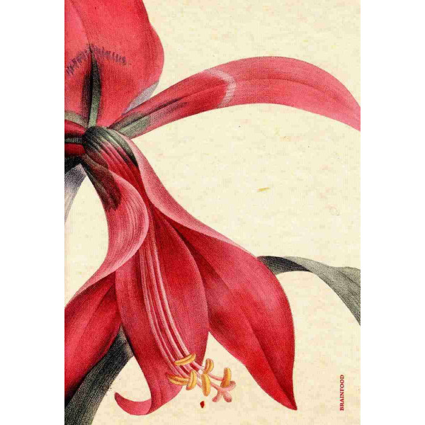 Brainfood Σημειωματάριο Λίλιουμ  (24 x 17 cm)