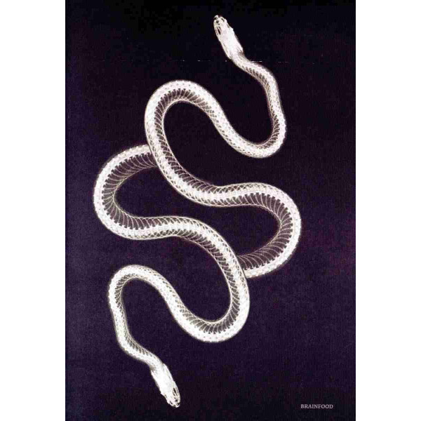 Brainfood Σημειωματάριο Xray Φίδι  (24 x 17 cm)