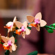 LEGO Botanical Mini Orchid (10343)