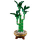 LEGO Botanical Lucky Bamboo (10344)