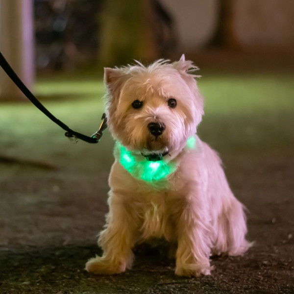 Κολάρο Σκύλου - Led RGB Dog Safety Collar