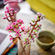 LEGO Botanical Cherry Blossoms (40725)