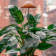 Kikkerland Mushroom Grow Light Φωτιστικό για Ανάπτυξη Φυτών