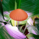 Kikkerland Mushroom Grow Light Φωτιστικό για Ανάπτυξη Φυτών