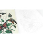 Artists’ Colouring Book - Natural History