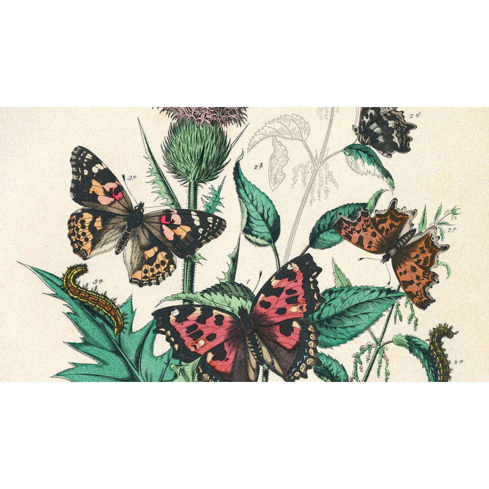 Artists’ Colouring Book - Natural History