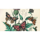 Artists’ Colouring Book - Natural History