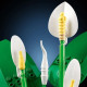 LEGO Botanical Peace Lily (11504)