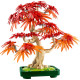 LEGO Botanicals Japanese Red Maple Bonsai Tree (10348)