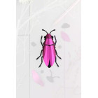 Assembli 3D Paper Jewel Beetle - Pink Metallic (6,5 x 10,5 x 4 cm)