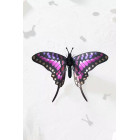 Assembli 3D Paper Butterfly Common Swordtail (14,5 x 18 x 6,5 cm)
