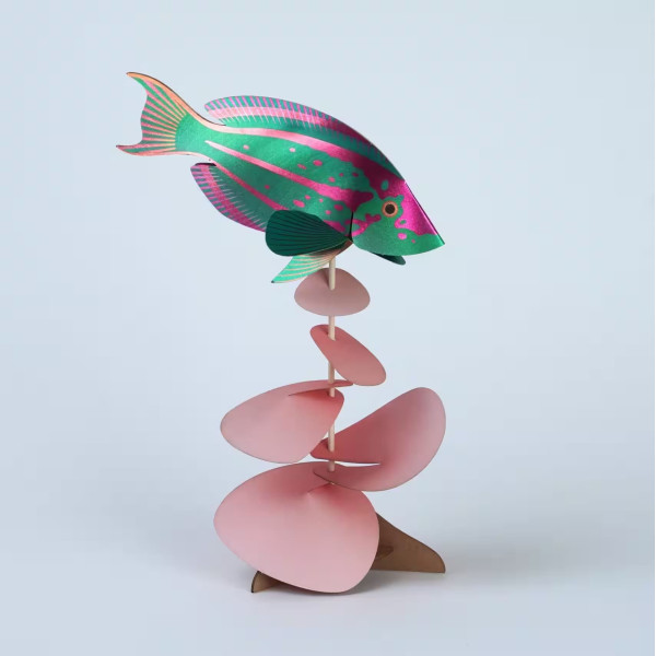 Assembli 3D Paper Rainbow Wrasse (17 x 19 cm)