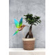 Assembli 3D Paper Colibri - Yellow Green (18 x 20 x 10 cm)