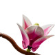 LEGO® Botanicals Magnolia Branches (11510)