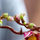 LEGO® Botanicals Magnolia Branches (11510)