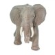 Safari African Elephant Αφρικανικός Ελέφαντας
