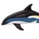 Safari Atlantic White-Sided Dolphin Δελφίνι Λευκής Όψης Ατλαντικ
