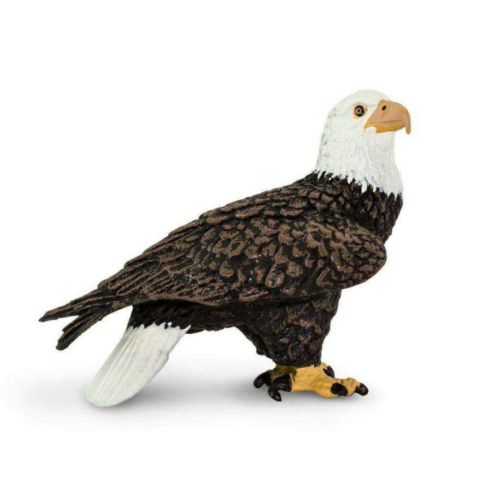 Safari Bald Eagle Λευκοκέφαλος Αετός