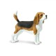 Safari Beagle Σκύλος Μπίγκλ