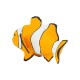 Safari Clown Anemonefish Ψάρι Κλόουν