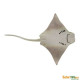 Safari Cownose Ray Σαλάχι Rhinoptera