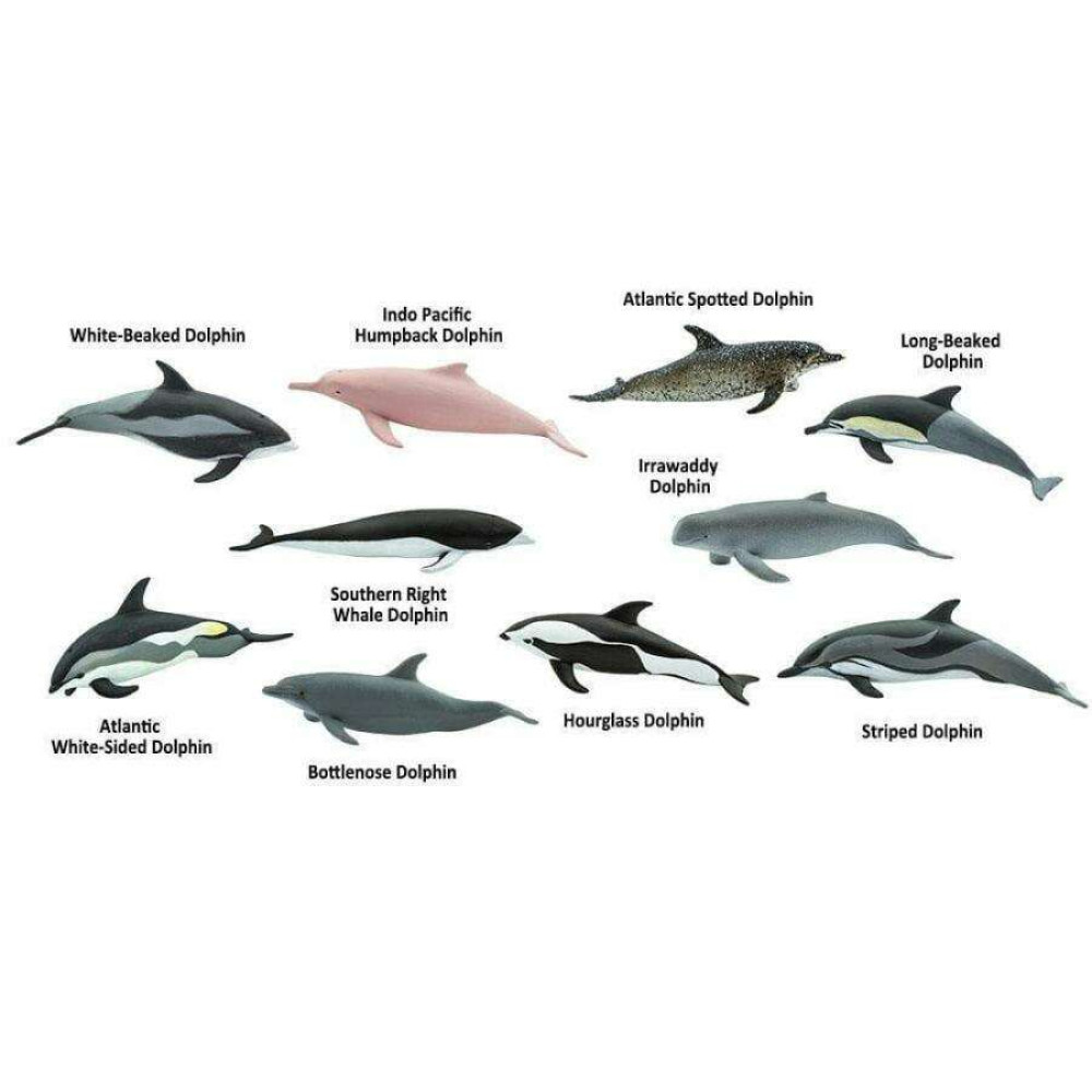 Safari Dolphins Δελφίνια