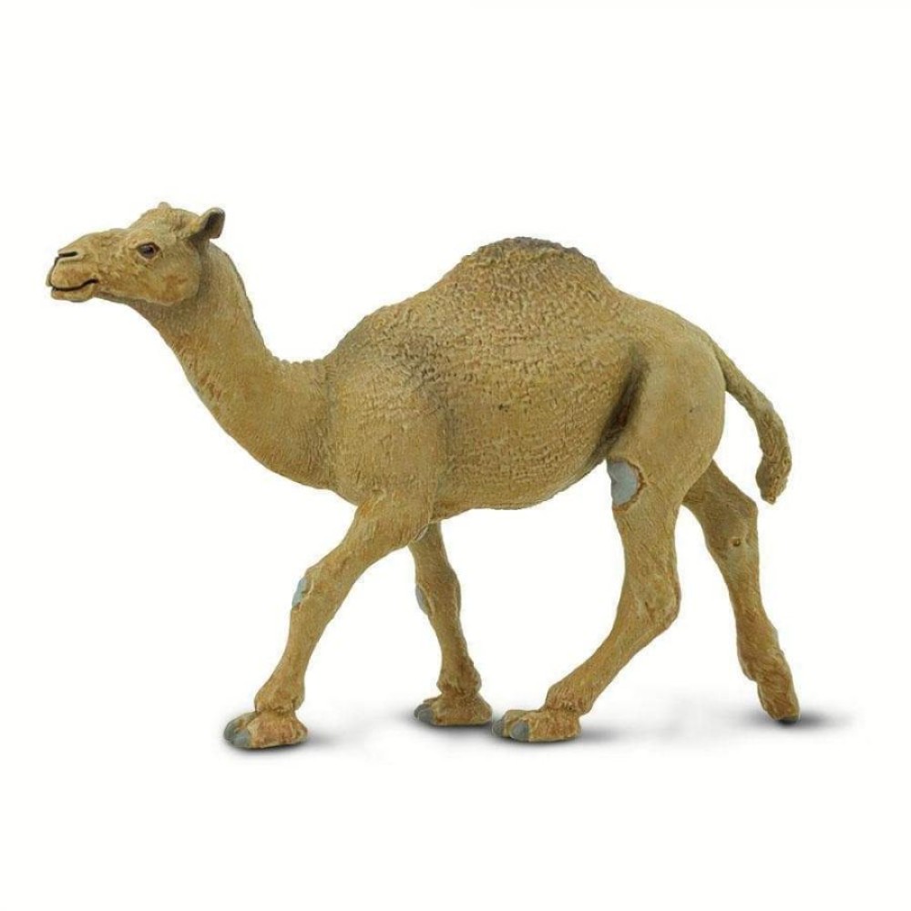 Safari Dromedary Camel Αραβική Καμήλα