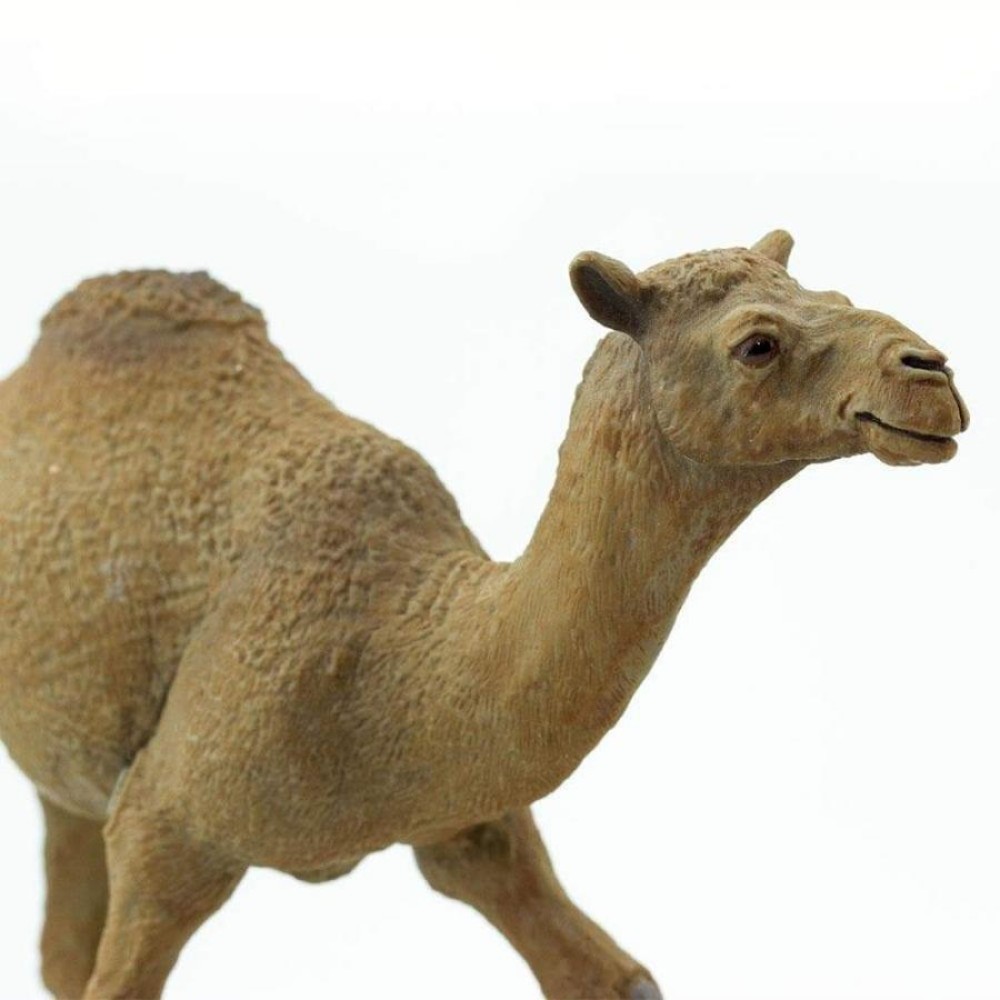 Safari Dromedary Camel Αραβική Καμήλα