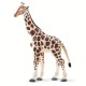 Safari Giraffe Καμηλοπάρδαλη
