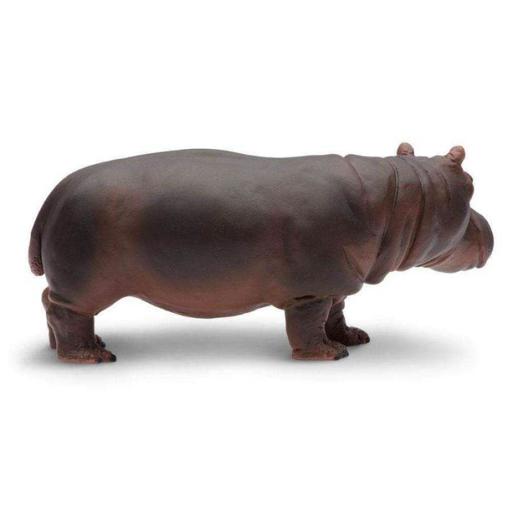 Safari Hippopotamus Ιπποπόταμος