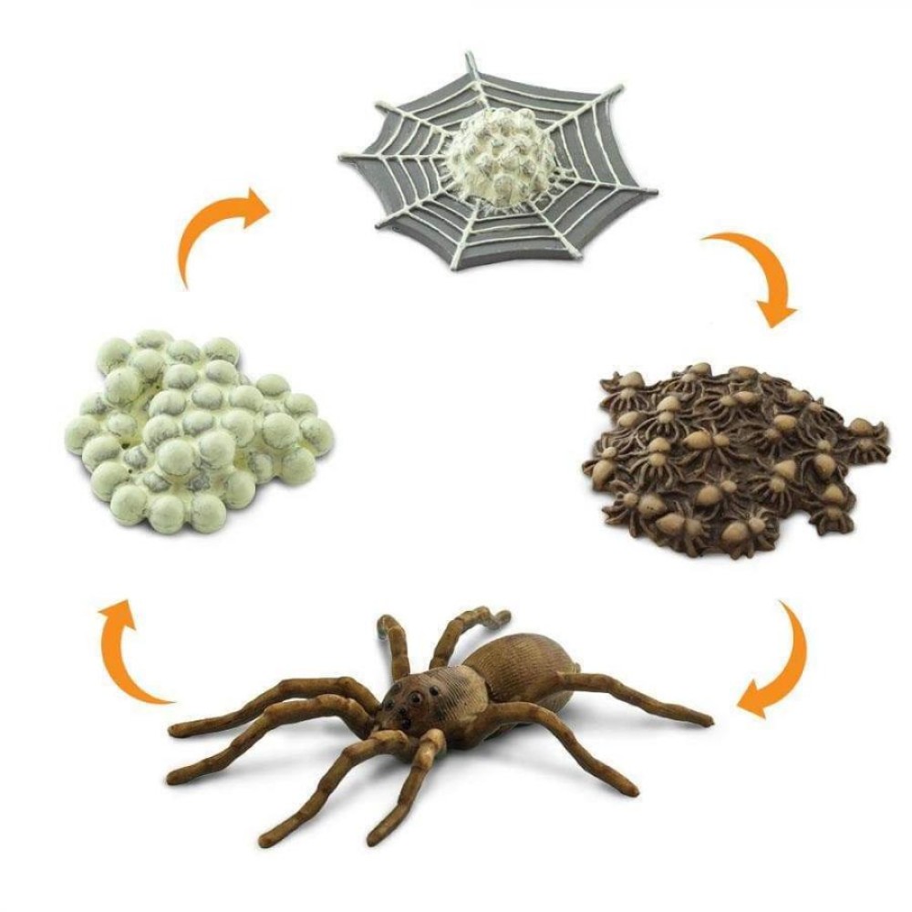 Safari Life Cycle of a Spider Κύκλος Ζωής μιάς Αράχνης