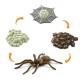 Safari Life Cycle of a Spider Κύκλος Ζωής μιάς Αράχνης