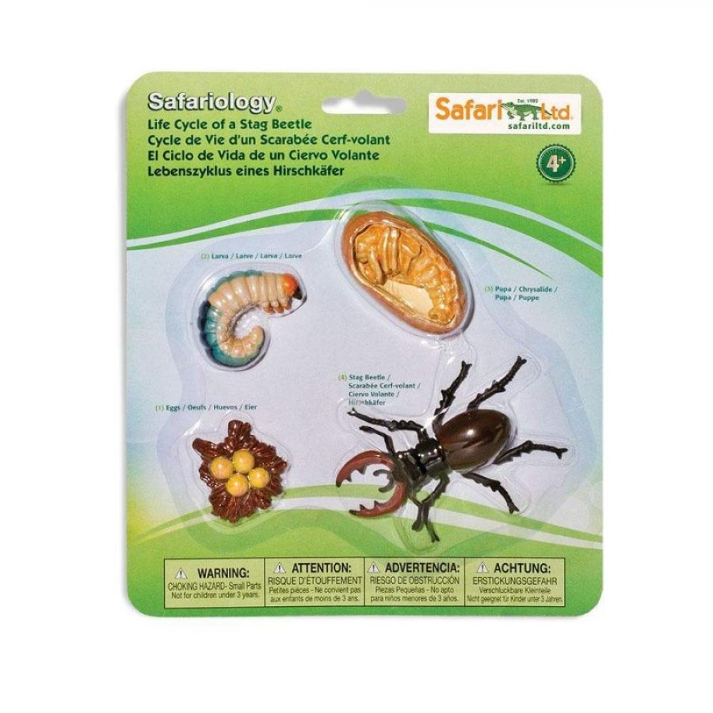 Safari Life Cycle of a Stag Beetle Κύκλος Ζωής ενός Σκαθαριού
