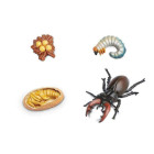 Safari Life Cycle of a Stag Beetle Κύκλος Ζωής ενός Σκαθαριού