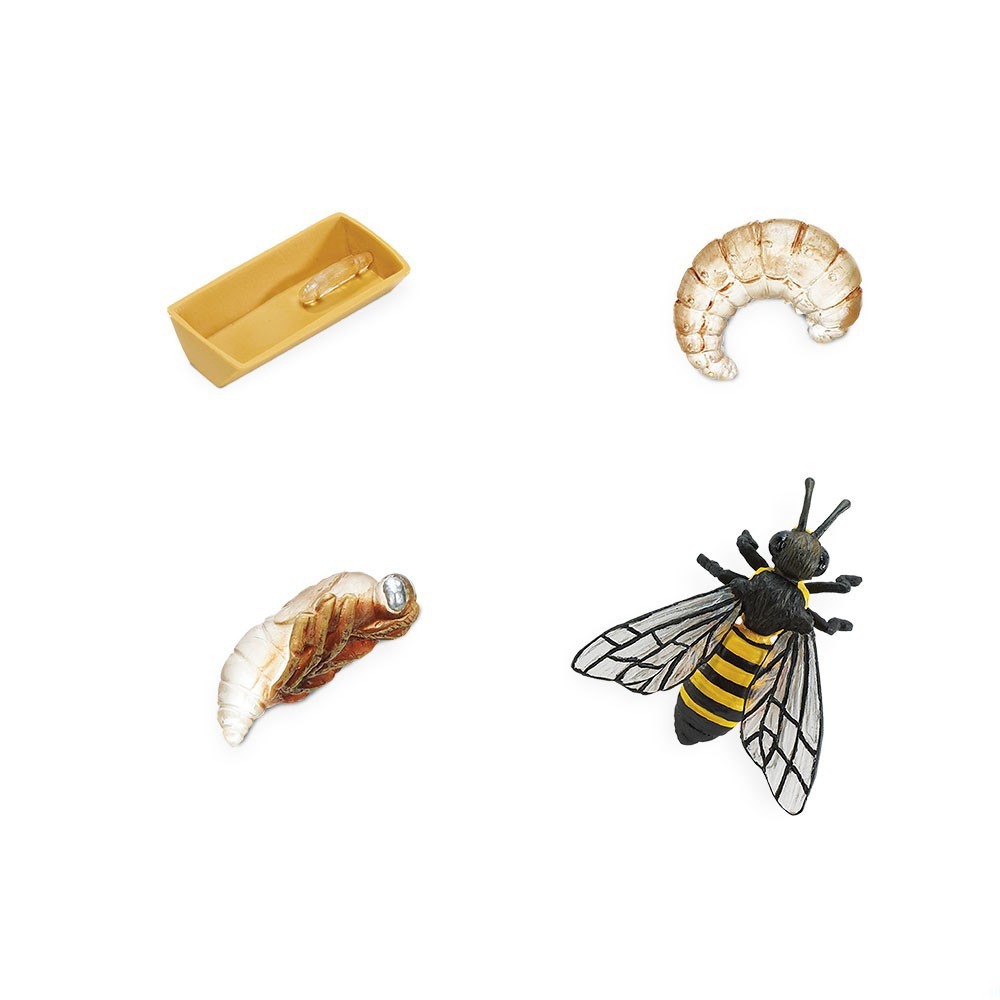 Safari Ltd Μινιατούρες “Κύκλος Ζωής μιας Μέλισσας” (4τμχ)