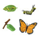 Safari Ltd Μινιατούρες “Κύκλος Ζωής μιας Πεταλούδας Μονάρχη” (4τμχ)
