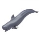 Safari Pilot Whale Γλοβικέφαλος