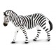 Safari  Plains Zebra  Κοινή Ζέβρα