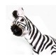 Safari  Plains Zebra  Κοινή Ζέβρα