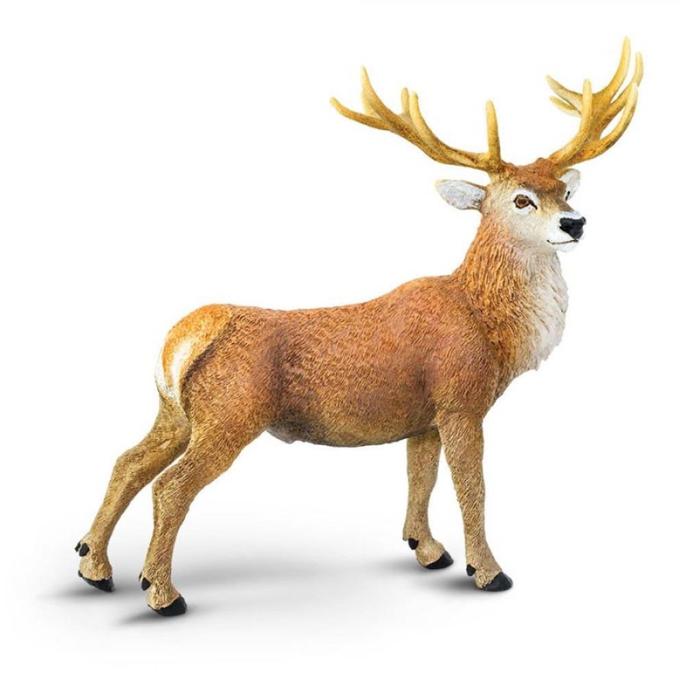 Safari Red Deer Buck Κόκκινο Ελάφι