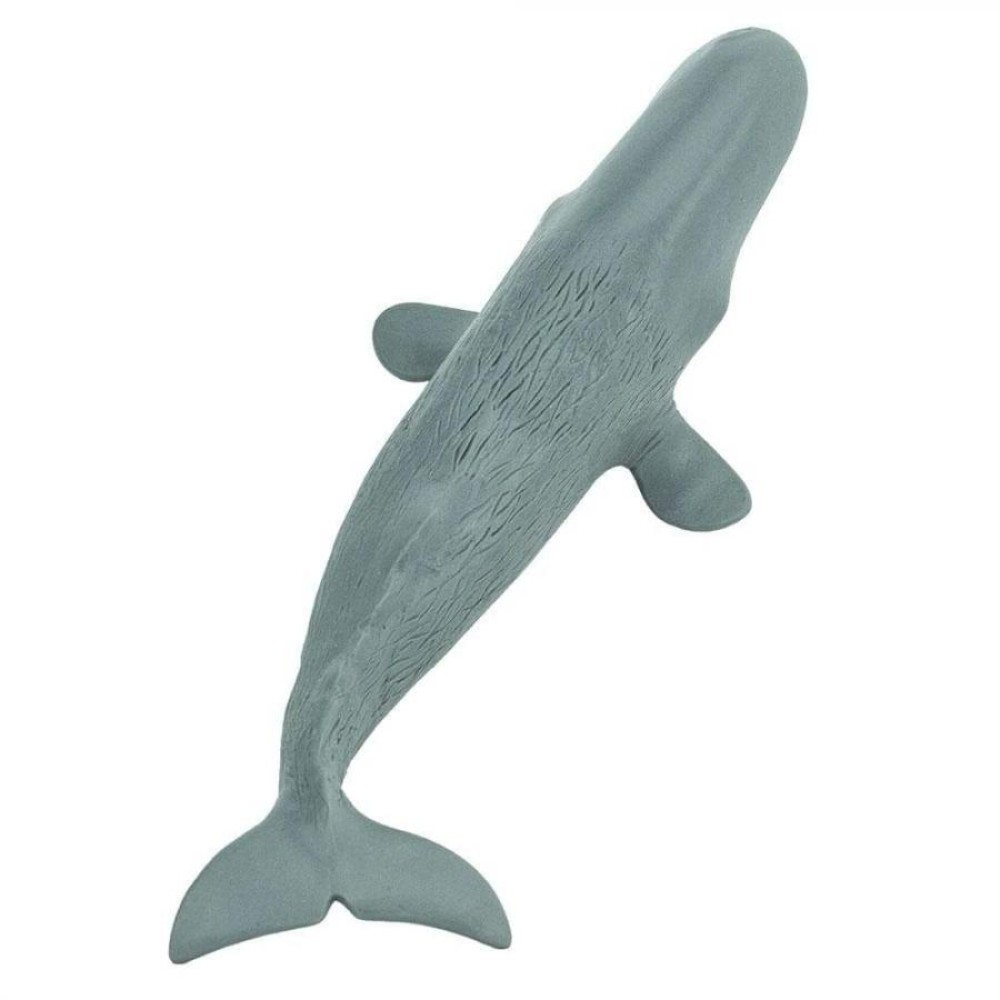 Safari Sperm Whale  Φάλαινα Φυσητήρας