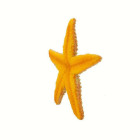 Safari Starfish Αστερίας